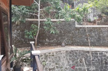Pohon ditebangi, kawanan monyet ekor panjang rusak ketela milik petani