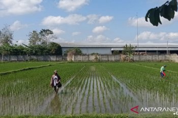 Kuota pupuk urea bersubsidi untuk NTB hampir habis