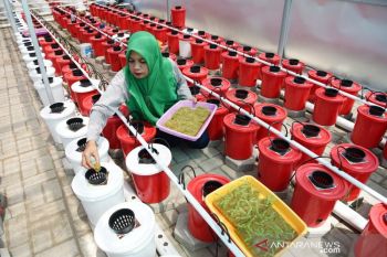 Budidaya hidroponik Pertamina