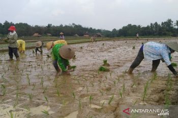 Musim gadu, 60 persen sawah di Kota Metro  ditanami padi