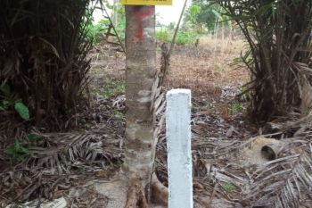 Kawasan hutan seluas 730 hektare di Bintan diputihkan
