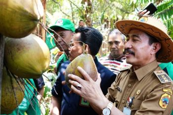 Masyarakat Kabupaten Pati didorong tekuni budi daya kelapa kopyor