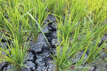 Para petani terpaksa gunakan air tangki untuk mengairi sawah