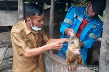 Puluhan ekor babi mati di Kupang, tapi bukan karena virus ASF