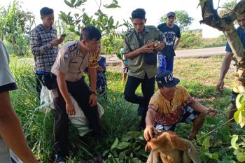 Seekor bekantan dilepasliarkan kembali ke TNGP