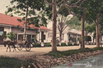 Telaah - Pohon perindang dan kisahnya di Kota Magelang
