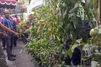 Kampung sayur Yogyakarta didorong lakukan digitalisasi pertanian