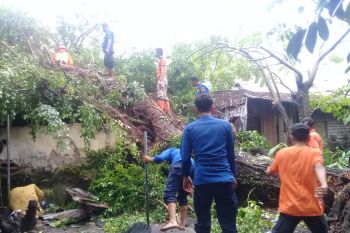 Dua rumah tertimpa pohon saat hujan dan angin kencang landa Agam