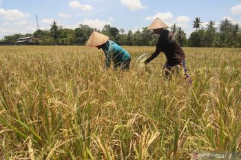 Panen padi di musim kemarau