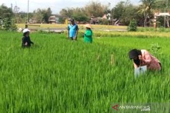 SLPHT diharapkan bawa petani lebih mandiri atasi hama-penyakit