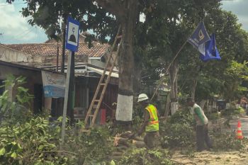 DLH Yogyakarta mengintensifkan pemangkasan pohon jelang musim hujan