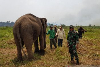 Areal sekitar lahan  penangkaran gajah Banyuasin terbakar
