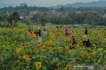 Wisata Swafoto Kebun Bunga Matahari