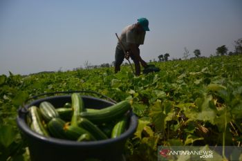 Panen timun Krai di Jombang