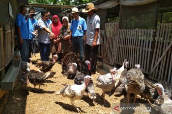 Undip siap dampingi peternak di Kudus ekspor daging kalkun