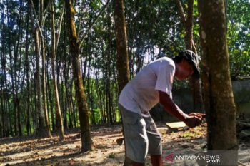 Indonesia penghasil karet buka peluang kerja sama industri ban dengan China