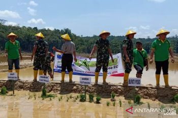 Kodim Poso dan Pemkab Poso cetak 150 hektare sawah baru