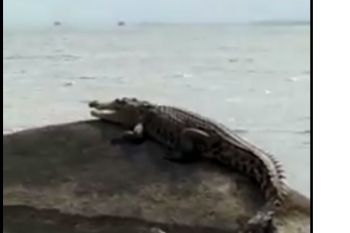 Ada buaya di perairan Pantai Putat