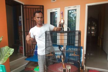 Tips Merawat Burung Kacer Agar Bisa Hasilkan Kicau Yang Bagus (Video)
