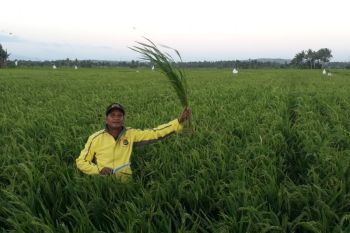 BUMDes bantu petani tingkatan produksi padi