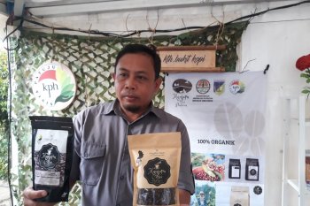 KPH Sivia Patuju kembangkan kopi robusta untuk  cegah deforestasi