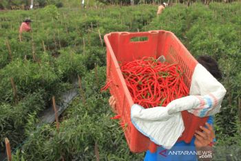 Upah buruh panen cabai di Aceh Barat