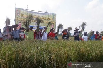 Panen padi perdana di lahan rawa gambut Palangka Raya