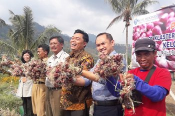 Hingga Rp35 juta/hektare, metode TSS tanaman bawang pangkas biaya bibit