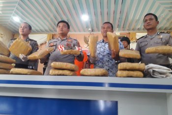 Polres Pasaman Barat ringkus pengedar ganja 17 kilogram