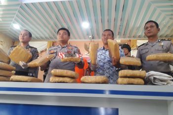 Dua pengedar 17 kilogram ganja asal Panyabungan Sumut dibekuk di Pasaman Barat