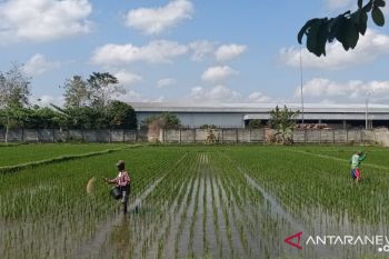 PKT: tak ada kelangkaan pupuk di NTB