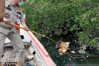 Dampak ratusan bangkai babi, Dinkes Medan imbau warga tidak gunakan air Sungai Bederah