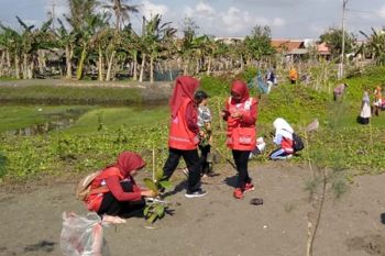 Pantai Tapangdengklok Cilacap ditanami bibit ketapang dan cemara