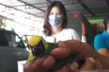 Ribuan burung tanpa dokumen diamankan tim gabungan BKSDA