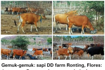 Peternakan Ronting