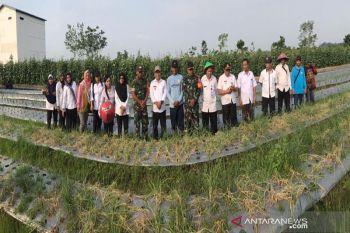 Petani  Transbangdep panen bawang merah