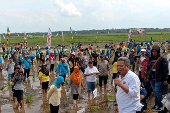 Pemkab Kubu Raya gelar kembali Gerakan Wisata Tanam Padi Milenial