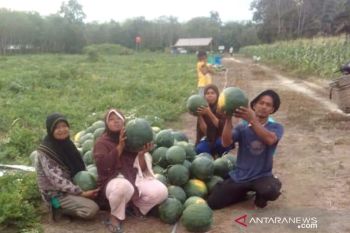 Menjaring rupiah di lahan tidur Kualu Nanas