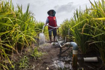 Sumur pantek, solusi pengairan sawah di Temanggung saat kemarau
