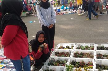 Kaktus Tanaman Estetik Untuk Orang Pemalas (Video)