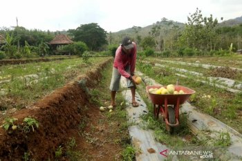 399 hektare tanaman padi di Gunung Kidul terancam puso