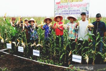 Pengusaha kembangkan jagung berskala besar di Kotim