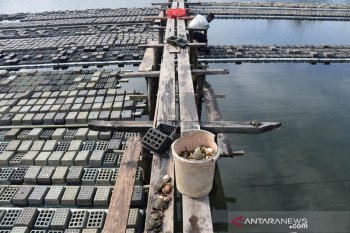 Petani tambak optimis harga ekspor kepiting soka akan meningkat