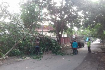 Pemkot Mataram meningkatkan kegiatan "perantingan" pohon