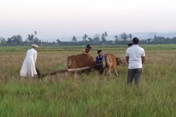Upacara adat "Appalili" pertanda musim tanam di Kabupaten Maros