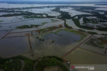 Deforestasi kawasan mangrove Delta Mahakam