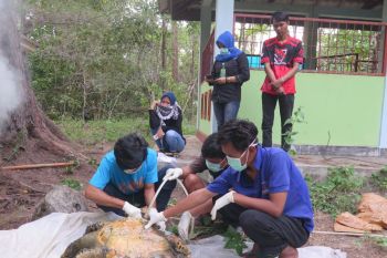 Lima penyu ditemukan mati tak jauh dari PLTU