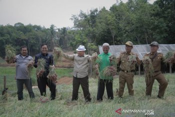 Desa Tungkujaya OKU  perluas lahan tanam budidaya  bawang merah
