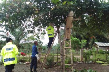 Ulat bulu serang Sekolah Dasar di Agam, siswa dipulangkan, 15 alami gatal-gatal