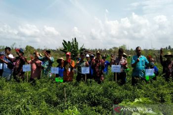Petani lahan pantai di Kulon Progo panen cabai
